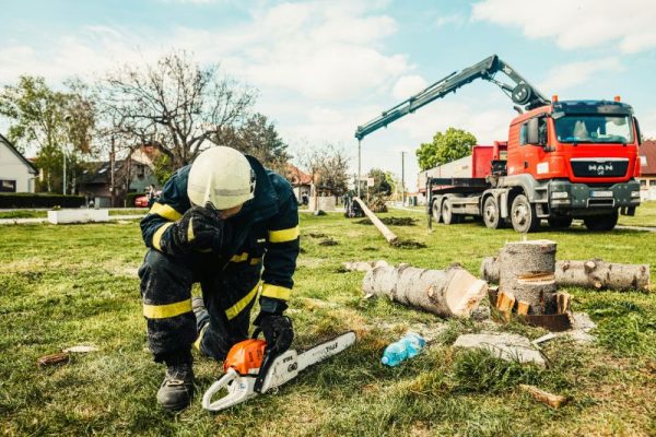 tree removal the hills