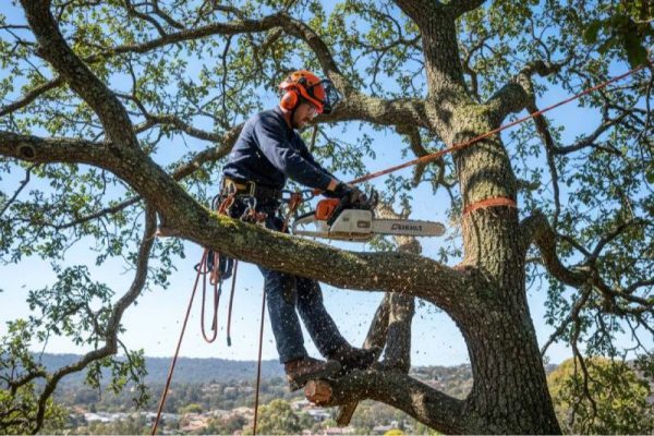 tree trimming and pruning the hills