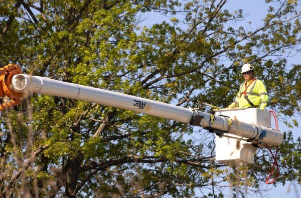 tree service near me
